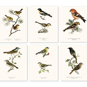 Vintage Song Bird Prints by Ink Inc. | Nature Wall Art | Boho Farmhouse Decor | Set of 6 8x10 Unframed