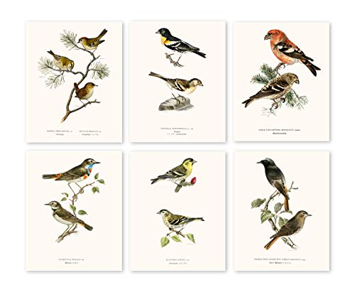 Vintage Song Bird Prints by Ink Inc. | Nature Wall Art | Boho Farmhouse Decor | Set of 6 8x10 Unframed