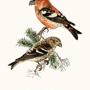 Vintage Song Bird Prints by Ink Inc. | Nature Wall Art | Boho Farmhouse Decor | Set of 6 8x10 Unframed