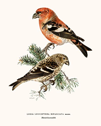 Vintage Song Bird Prints by Ink Inc. | Nature Wall Art | Boho Farmhouse Decor | Set of 6 8x10 Unframed