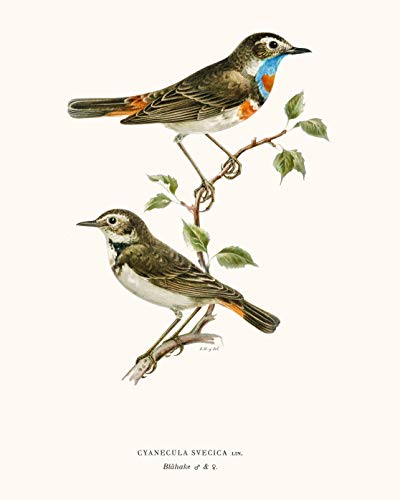 Vintage Song Bird Prints by Ink Inc. | Nature Wall Art | Boho Farmhouse Decor | Set of 6 8x10 Unframed