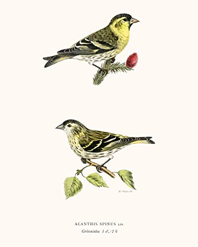 Vintage Song Bird Prints by Ink Inc. | Nature Wall Art | Boho Farmhouse Decor | Set of 6 8x10 Unframed
