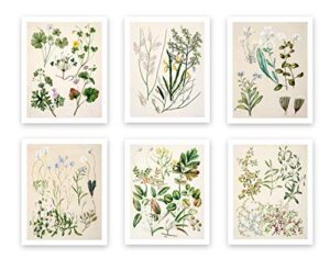 vintage botanical prints | forest plants by ink inc. | wildflower leaves floral wall art | set of 6 8×10 unframed