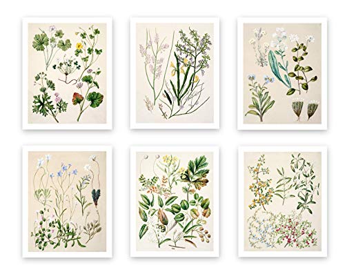 Vintage Botanical Prints | Forest Plants by Ink Inc. | Wildflower Leaves Floral Wall Art | Set of 6 8x10 Unframed