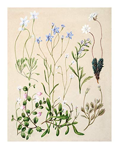 Vintage Botanical Prints | Forest Plants by Ink Inc. | Wildflower Leaves Floral Wall Art | Set of 6 8x10 Unframed