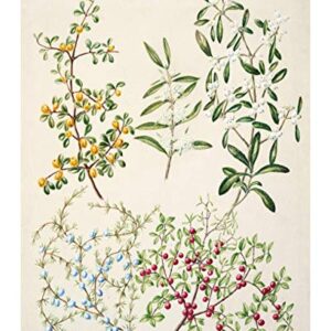 Vintage Botanical Prints | Forest Plants by Ink Inc. | Wildflower Leaves Floral Wall Art | Set of 6 8x10 Unframed