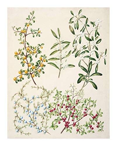 Vintage Botanical Prints | Forest Plants by Ink Inc. | Wildflower Leaves Floral Wall Art | Set of 6 8x10 Unframed