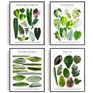 buy 3 get 1 offer – set of 4 unframed plant poster – botanical wall art – plant stuff – green wall art – plant wall art – plant art wall prints – plant prints – plant pictures wall art – 8×10″ (folia)