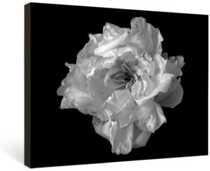 hd floral plants bathroom wall decor,minimalist black and white floral plants canvas artwork,modern flowers wall art for home office bathroom decor, tabletop/hanging (29x38cm) framed