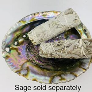 Bholi Sage Plus Sage Smudge Kit Abalone Shell Bowl 6-7 Inches Used for Burning Sage, Home Decor or Accent Piece