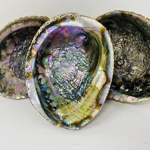 Bholi Sage Plus Sage Smudge Kit Abalone Shell Bowl 6-7 Inches Used for Burning Sage, Home Decor or Accent Piece