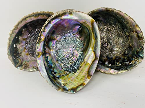 Bholi Sage Plus Sage Smudge Kit Abalone Shell Bowl 6-7 Inches Used for Burning Sage, Home Decor or Accent Piece