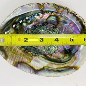 Bholi Sage Plus Sage Smudge Kit Abalone Shell Bowl 6-7 Inches Used for Burning Sage, Home Decor or Accent Piece