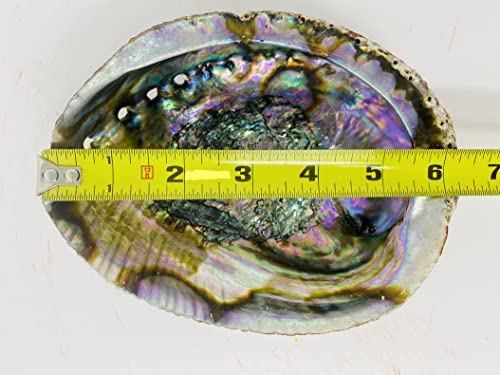 Bholi Sage Plus Sage Smudge Kit Abalone Shell Bowl 6-7 Inches Used for Burning Sage, Home Decor or Accent Piece