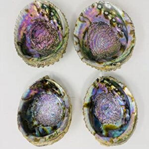 Bholi Sage Plus Sage Smudge Kit Abalone Shell Bowl 6-7 Inches Used for Burning Sage, Home Decor or Accent Piece