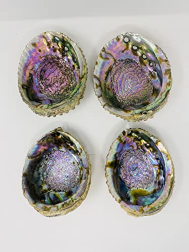 Bholi Sage Plus Sage Smudge Kit Abalone Shell Bowl 6-7 Inches Used for Burning Sage, Home Decor or Accent Piece