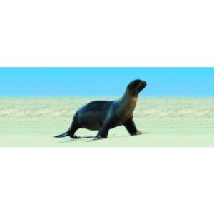 animated seal 3d bookmark – ruler