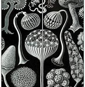 Creanoso Ernst Haeckel Bookmarks Series 2 (60-Pack) - Premium Quality Gift Ideas for Children, Teens, & Adults for All Occasions - Stocking Stuffers Party Favor & Giveaways