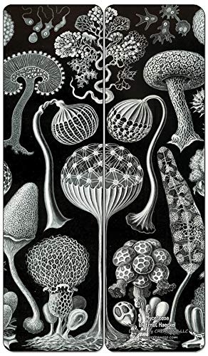 Creanoso Ernst Haeckel Bookmarks Series 2 (60-Pack) - Premium Quality Gift Ideas for Children, Teens, & Adults for All Occasions - Stocking Stuffers Party Favor & Giveaways