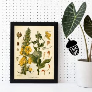 Ink Inc. Vintage Botanical Prints | Woodland Plants Collage Kit Forest Wildflower Mushrooms Wall Art | Boho Farmhouse Decor | Set of 20 5x7 Unframed