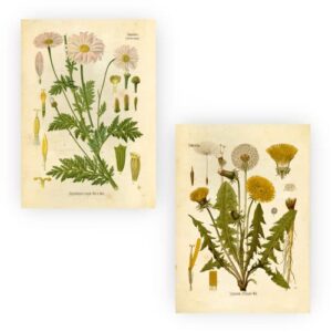 Ink Inc. Vintage Botanical Prints | Woodland Plants Collage Kit Forest Wildflower Mushrooms Wall Art | Boho Farmhouse Decor | Set of 20 5x7 Unframed