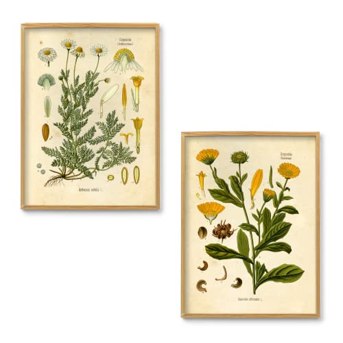 Ink Inc. Vintage Botanical Prints | Woodland Plants Collage Kit Forest Wildflower Mushrooms Wall Art | Boho Farmhouse Decor | Set of 20 5x7 Unframed