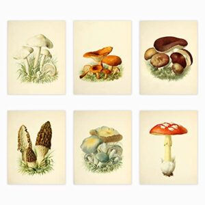 liyaoli vintage botanical wall art prints posters for room aesthetic,8x10 inch unframed plant poster ​set of 6 mushroom cottagecore room decor bedroom teen girl living room wall decor (8 x 10”)