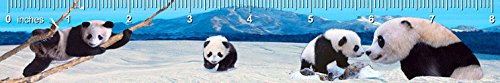 Authentic Collection 2-8" 3D Lenticular Rulers - Grizzly Bears Fishing and Panda Family