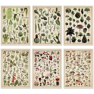 set of 6 plant poster vintage botanical prints 12 x 16 inch decorative wrap poster tree wall art picture vintage mushroom decor floral nature poster for wall cactus posters prints