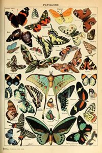 monarch butterfly room decor colorful papillons chart bookplate retro botanical nature animal vintage aesthetic science education dorm bedroom cool wall decor art print poster 12×18