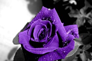 afle purple rose poster,black and white with,canvas wall art for living room decor aesthetic vintage posters & prints dorm poster girl wall decor canvas paintings wall art wall,12×18 inches,unframed