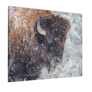 moymtep american bison or buffalo resting in a snow storm canvas wall art gallery artwork for living room bedroom – modern home decor stretched and framed ready to hang pictures 16×20 inches