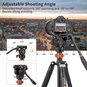 Cayer FP2450 Fluid Head Tripod, 75 inches Aluminium Tripod, 4-Section Compact Camera Tripod Convertible to Monopod for DSLR Camera, Load Capacity up to 13.2 Pounds