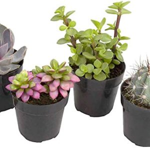 Altman Plants, Succulent Fairy Garden Kit (4 Pack), Live Succulents Plants Live Houseplants, Fairy Garden Accessories Terrarium Plants, Indoor Plants Live Plants Indoor House Plants, Succulent Plants