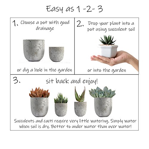 Altman Plants, Succulent Fairy Garden Kit (4 Pack), Live Succulents Plants Live Houseplants, Fairy Garden Accessories Terrarium Plants, Indoor Plants Live Plants Indoor House Plants, Succulent Plants