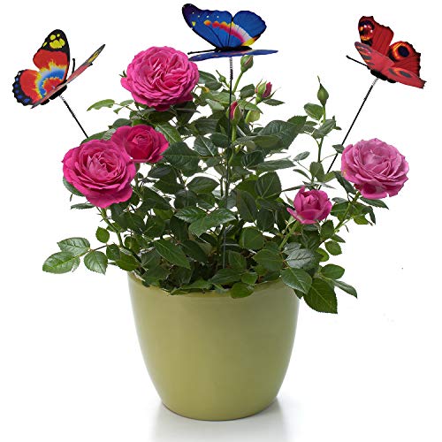 Antallcky 100pcs Butterfly Stakes Outdoor Yard Planter Flower Pot Bed Garden Decor Butterflies Christmas Decorations,Butterflies on Metal Wire Plant Stake,Fairy Garden Accessories Gardening Gifts