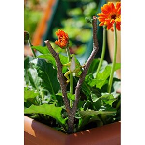 Top Collection 4398 Miniature Fairy Garden Frog Climbing Branch & Planter Stake Decor, Small