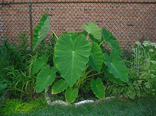 Live Bulbs Colocasia Elephant Ear Huge Leaf Esculenta Elephant Ear Taro Gabi Kalo Eddo Bulbs Ready to Grow Tropical Garden Plant (2 Bulps)