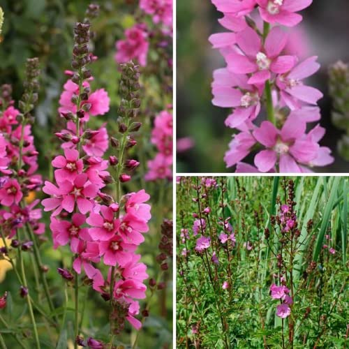 CHUXAY GARDEN Pink Sidalcea Hendersonii,Henderson's Checker 50 Seeds Double Hollyhock Sidalcea Checker Mallow Landscaping Rocks Showy Accent Plant