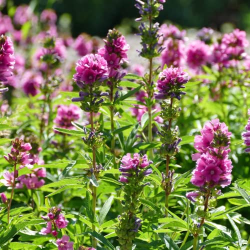 CHUXAY GARDEN Pink Sidalcea Hendersonii,Henderson's Checker 50 Seeds Double Hollyhock Sidalcea Checker Mallow Landscaping Rocks Showy Accent Plant