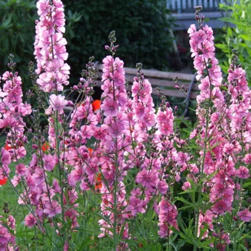 CHUXAY GARDEN Pink Sidalcea Hendersonii,Henderson's Checker 50 Seeds Double Hollyhock Sidalcea Checker Mallow Landscaping Rocks Showy Accent Plant