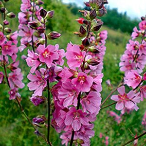 CHUXAY GARDEN Pink Sidalcea Hendersonii,Henderson's Checker 50 Seeds Double Hollyhock Sidalcea Checker Mallow Landscaping Rocks Showy Accent Plant