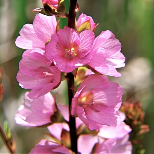 CHUXAY GARDEN Pink Sidalcea Hendersonii,Henderson's Checker 50 Seeds Double Hollyhock Sidalcea Checker Mallow Landscaping Rocks Showy Accent Plant