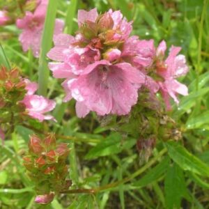 CHUXAY GARDEN Pink Sidalcea Hendersonii,Henderson's Checker 50 Seeds Double Hollyhock Sidalcea Checker Mallow Landscaping Rocks Showy Accent Plant