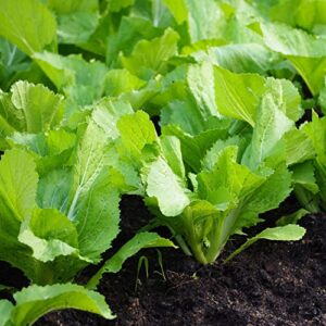 Mustard Green Seeds,Chinese Asian Vegetable Seeds BAU-Sin Chinese Mustard Seeds for Home Garden Planting