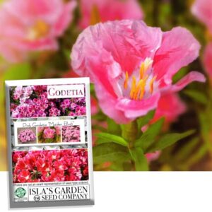 "Maiden Blush" Pink Godetia Flower Seeds for Planting, 1500+ Flower Seeds Per Packet, (Isla's Garden Seeds), Non GMO & Heirloom Seeds, Scientific Name: Clarkia Amoena, Great Home Flower Garden Gift