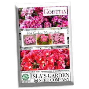 "Maiden Blush" Pink Godetia Flower Seeds for Planting, 1500+ Flower Seeds Per Packet, (Isla's Garden Seeds), Non GMO & Heirloom Seeds, Scientific Name: Clarkia Amoena, Great Home Flower Garden Gift