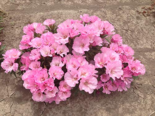 "Maiden Blush" Pink Godetia Flower Seeds for Planting, 1500+ Flower Seeds Per Packet, (Isla's Garden Seeds), Non GMO & Heirloom Seeds, Scientific Name: Clarkia Amoena, Great Home Flower Garden Gift