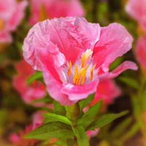 "Maiden Blush" Pink Godetia Flower Seeds for Planting, 1500+ Flower Seeds Per Packet, (Isla's Garden Seeds), Non GMO & Heirloom Seeds, Scientific Name: Clarkia Amoena, Great Home Flower Garden Gift