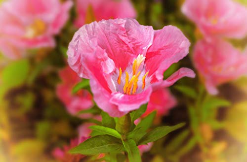 "Maiden Blush" Pink Godetia Flower Seeds for Planting, 1500+ Flower Seeds Per Packet, (Isla's Garden Seeds), Non GMO & Heirloom Seeds, Scientific Name: Clarkia Amoena, Great Home Flower Garden Gift